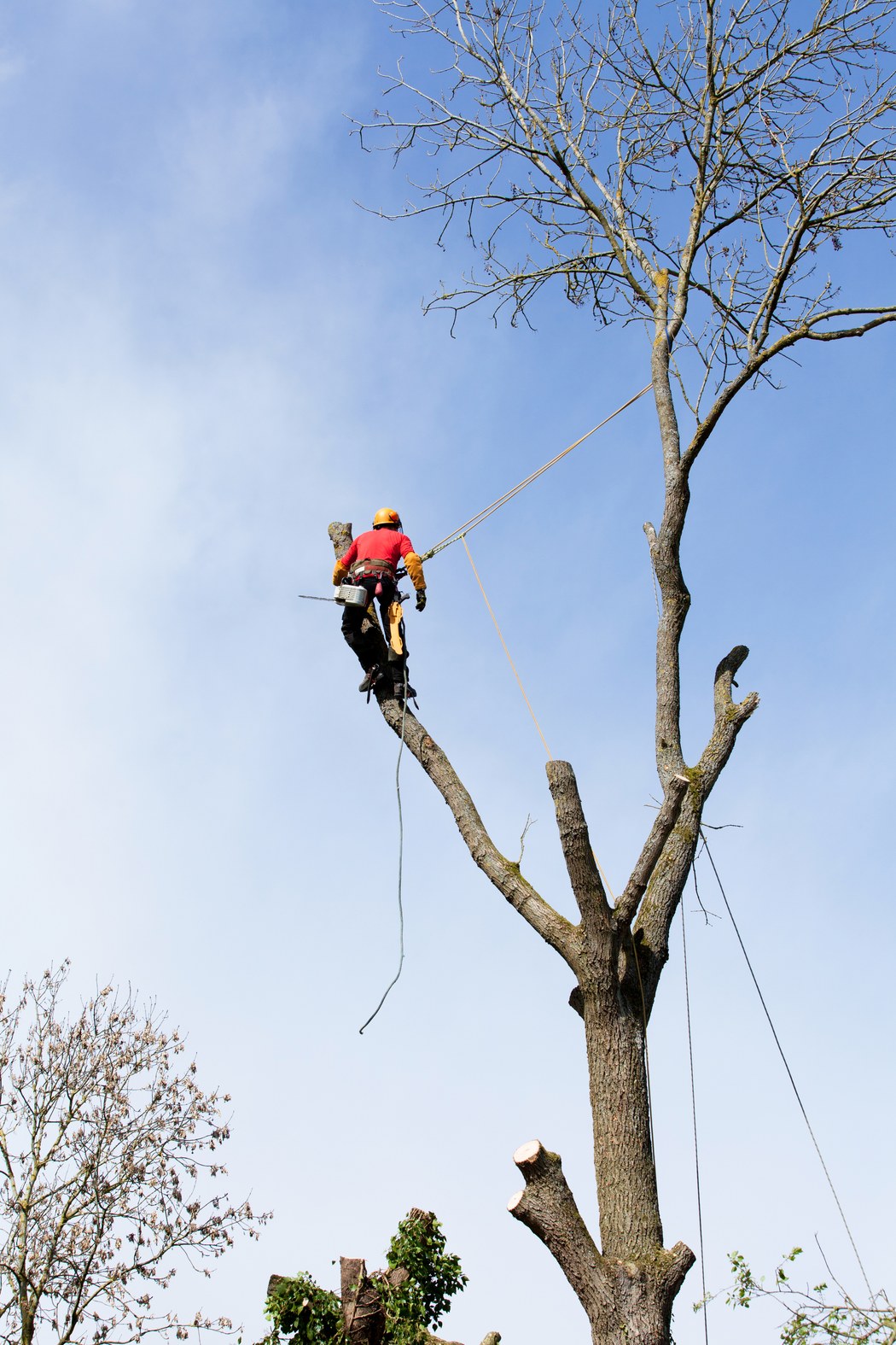Abattage d'arbre par démontage en sécurité