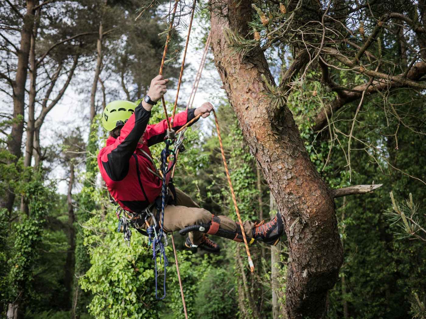 Taille d'arbre pour son bon développement